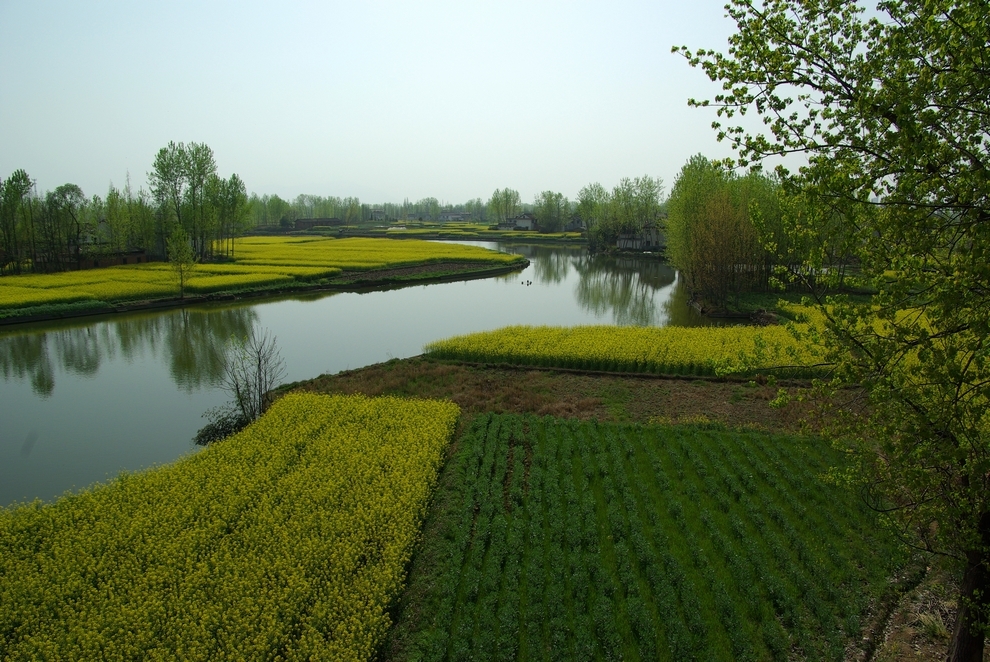 西北小江南 行摄陕西汉中最美油菜花海