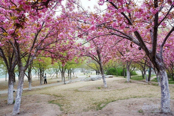 北京五一怎么玩 玉渊潭公园晚樱盛开赏花去