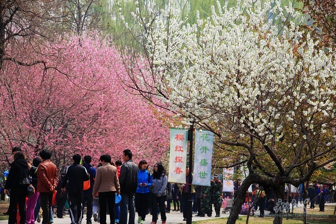 北京五一怎么玩 玉渊潭公园晚樱盛开赏花去