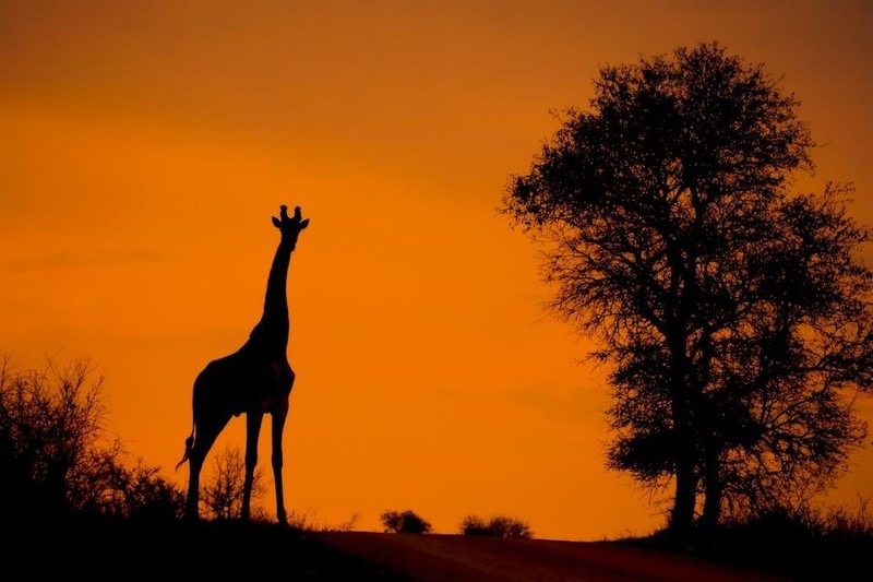 越简越美 非洲大草原动物们的美妙剪影