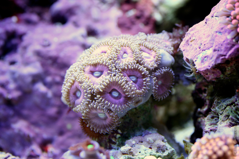 探秘神奇的海底世界 充满活力的微距作品