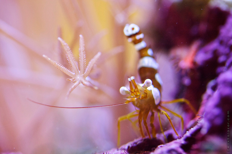探秘神奇的海底世界 充满活力的微距作品
