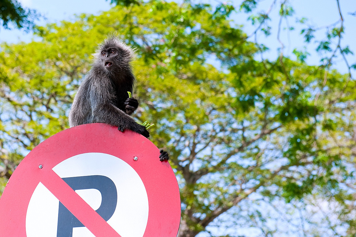 马来西亚雪兰莪 亲密接触会变色的猴子