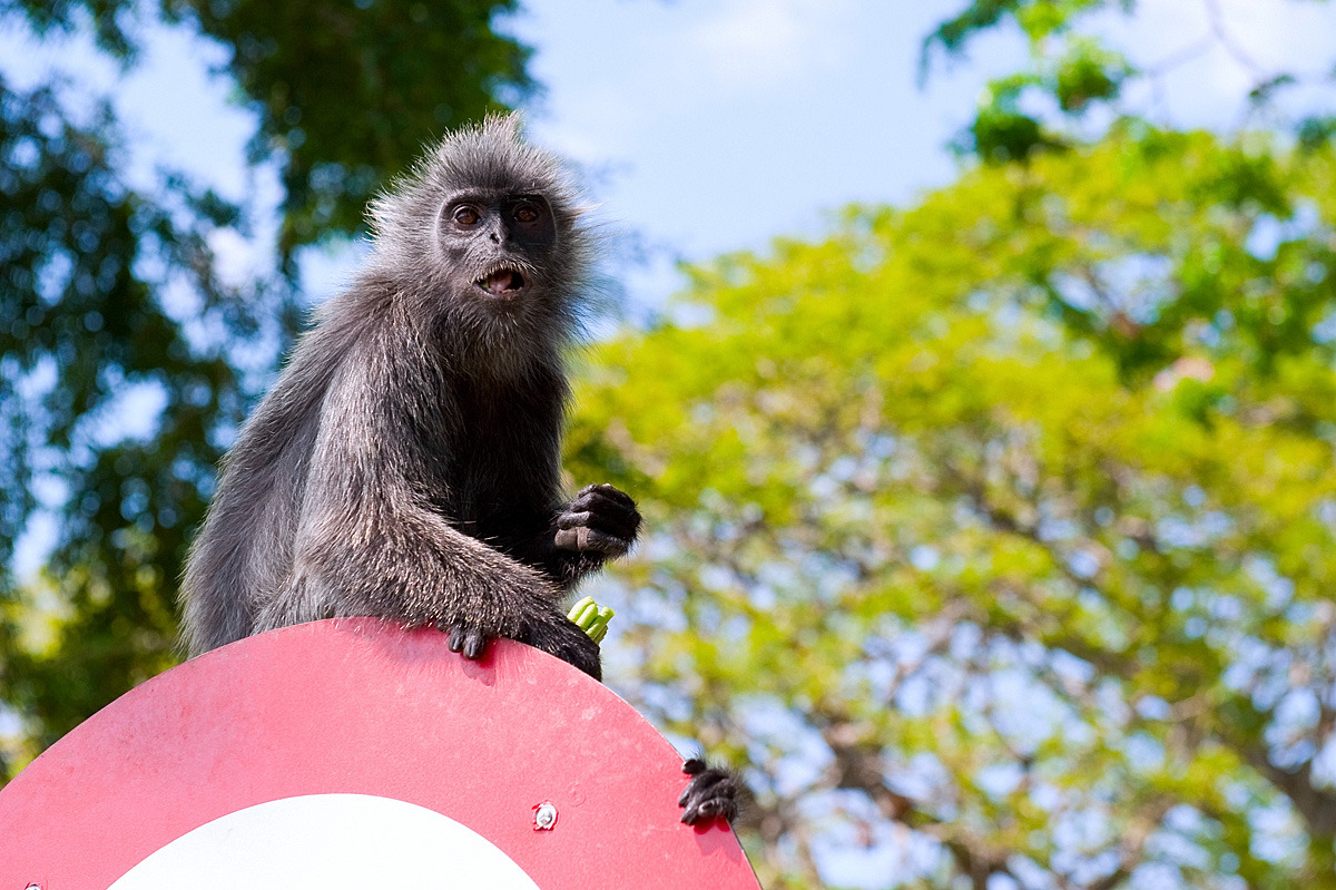 马来西亚雪兰莪 亲密接触会变色的猴子