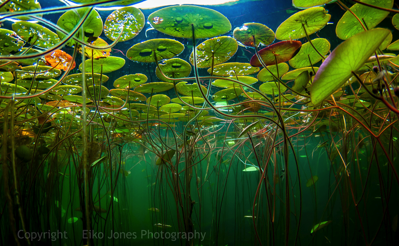 探索未知世界：拍摄水底世界的惊人之美