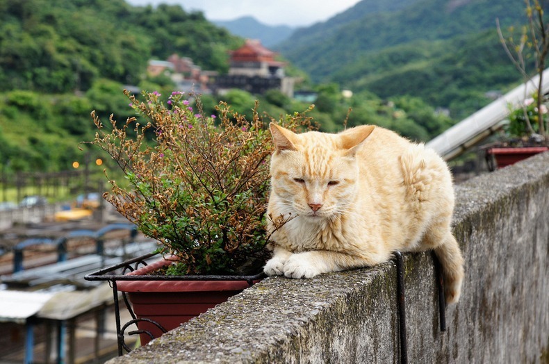 小心有猫出没 探秘台湾侯硐的猫咪王国