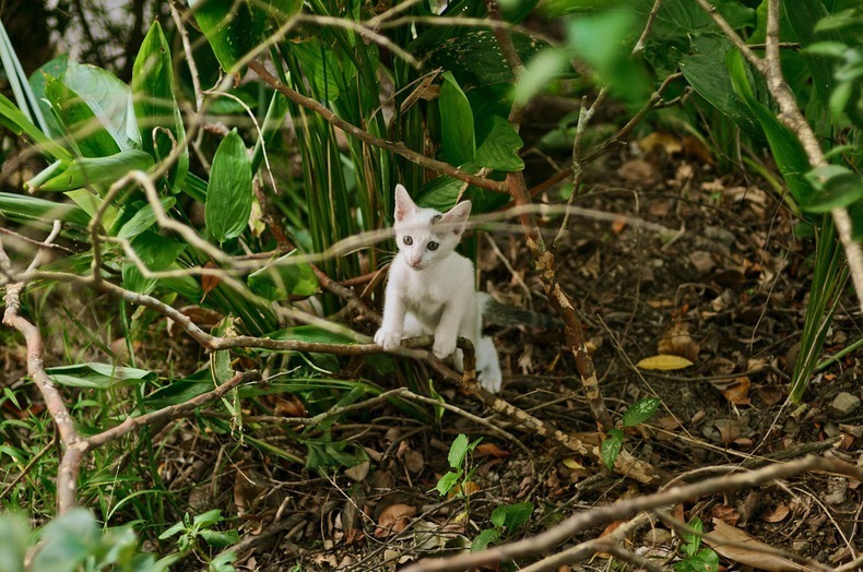 小心有猫出没 探秘台湾侯硐的猫咪王国