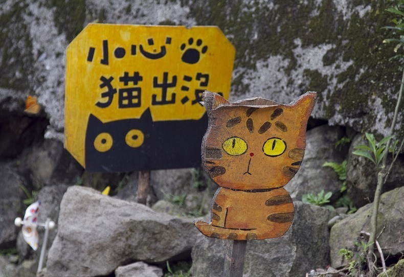 小心有猫出没 探秘台湾侯硐的猫咪王国