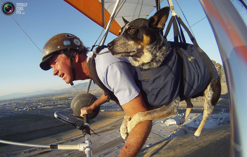 激情四射的空中之旅：带着一只狗去滑翔