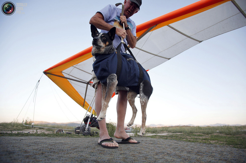激情四射的空中之旅：带着一只狗去滑翔