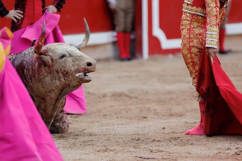 激烈的影像盛宴 西班牙斗牛节精彩图集