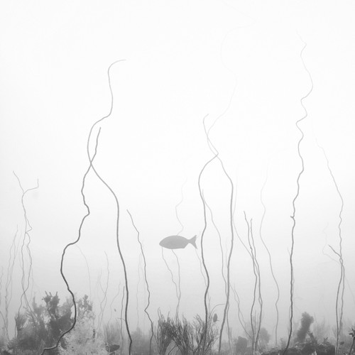静观生灵的海底摄影:回归黑白体悟阴阳