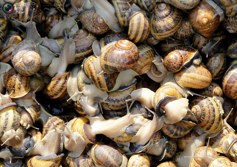 另类美食 探秘维也纳最大的蜗牛养殖场