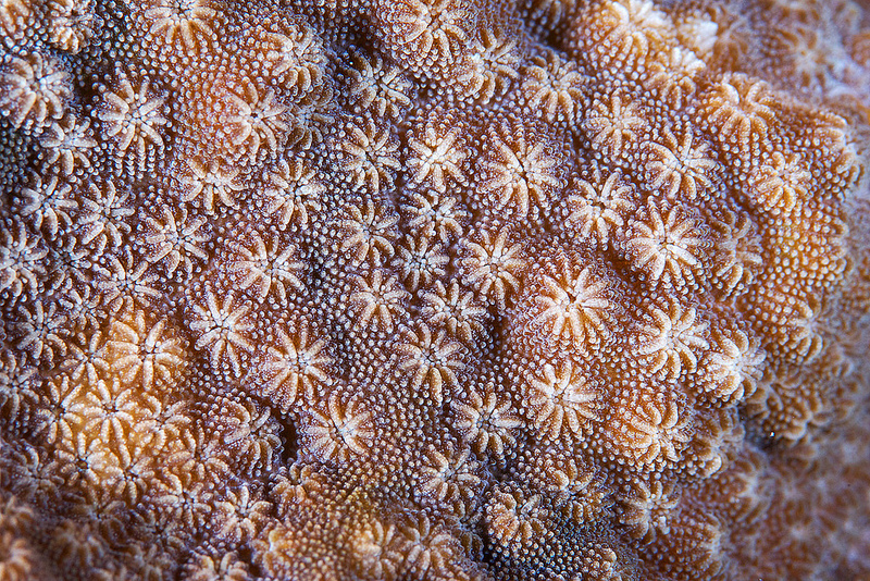 不可思议之美：海底生物绚丽的视觉盛宴