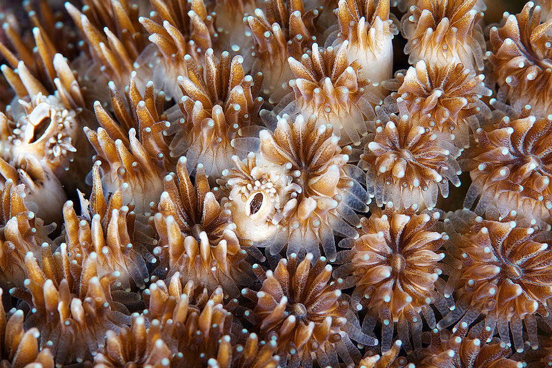 不可思议之美：海底生物绚丽的视觉盛宴