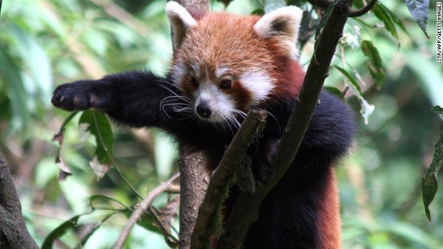 CNN：全球20大最萌野生动物 大熊猫第三