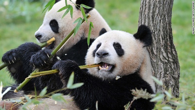CNN：全球20大最萌野生动物 大熊猫第三