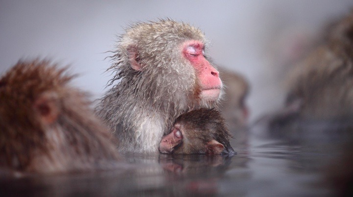 当猴子思考时：那些萌到你的猴子肖像