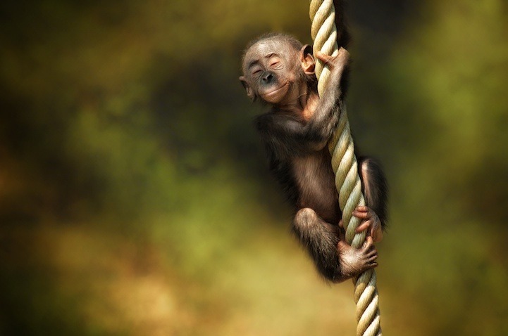 当猴子思考时：那些萌到你的猴子肖像
