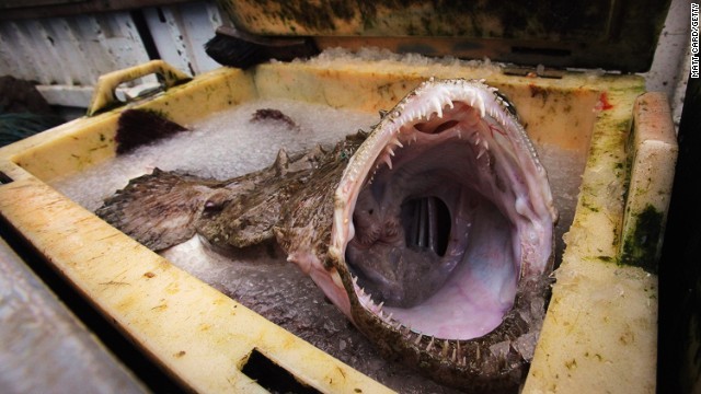 水滴鱼夺冠 寻找全世界最丑陋的动物