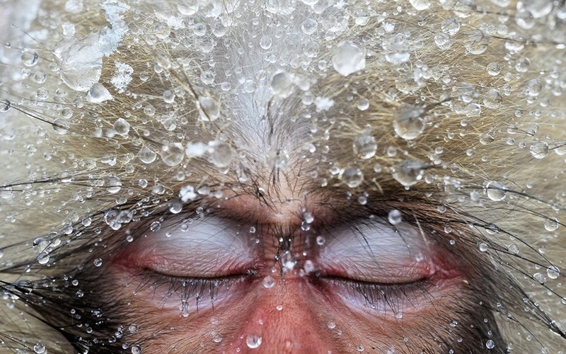 集体泡温泉：萌死人的地狱谷雪地猕猴