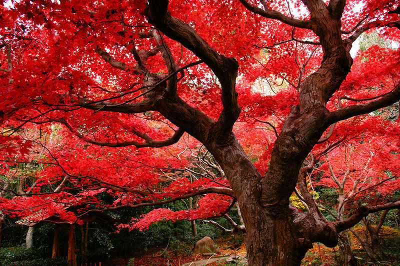 日式物语 日本美到窒息的京都红叶