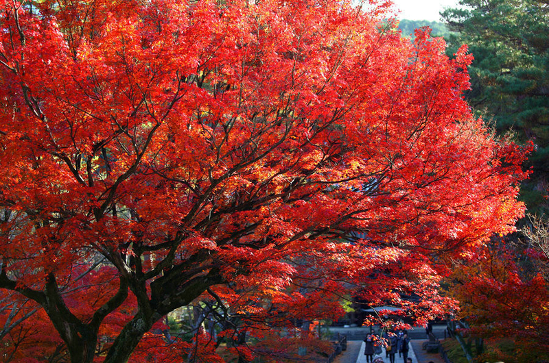 日式物语 日本美到窒息的京都红叶