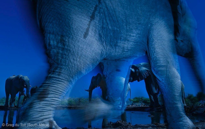2013年度野生动物摄影大赛获奖作品集