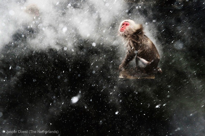 2013年度野生动物摄影大赛获奖作品集