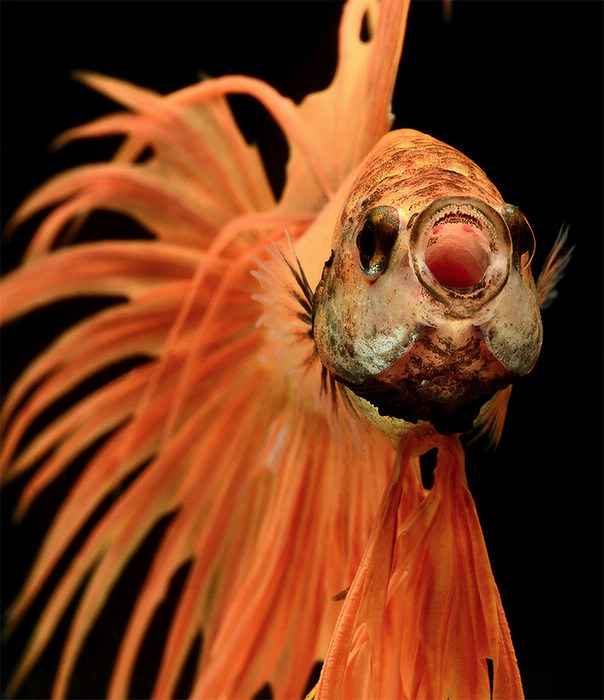 深海里的桃色宫廷 暹罗斗鱼的华丽写真