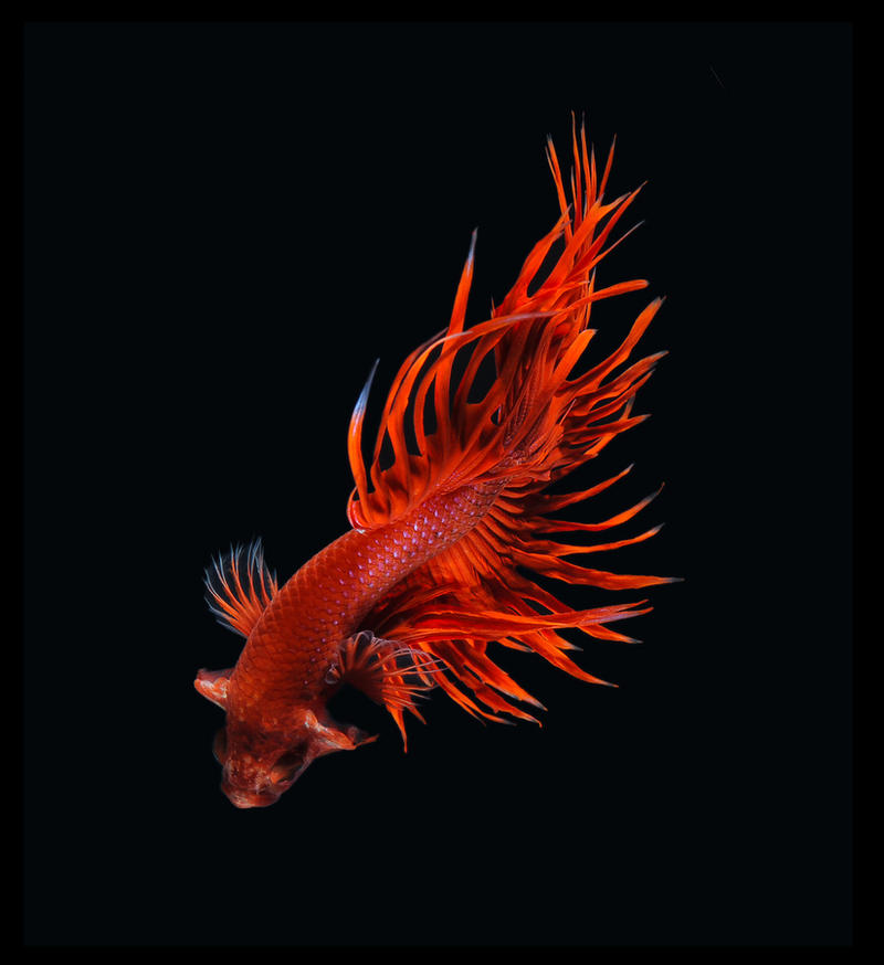深海里的桃色宫廷 暹罗斗鱼的华丽写真