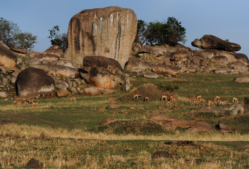 震撼人心的旅程 行摄非洲野生动物园