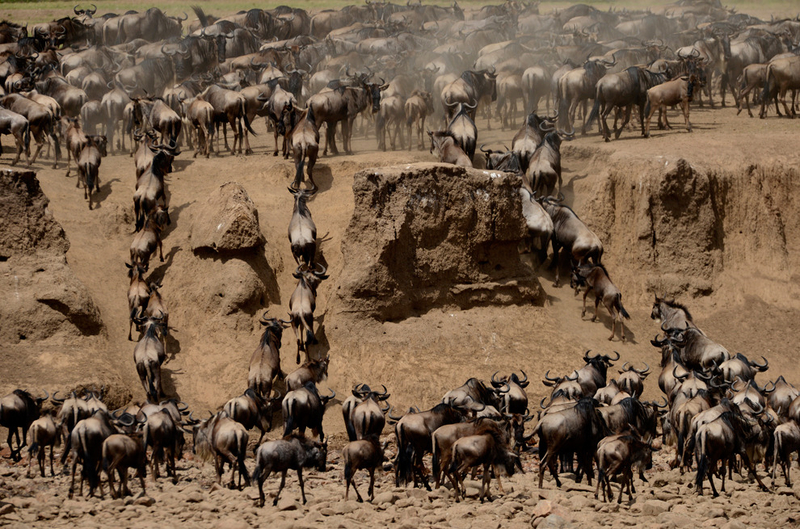 震撼人心的旅程 行摄非洲野生动物园