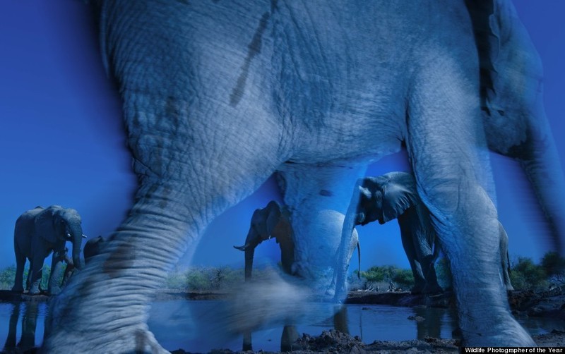 另类生态摄影 BBC年度野生动物摄影师奖