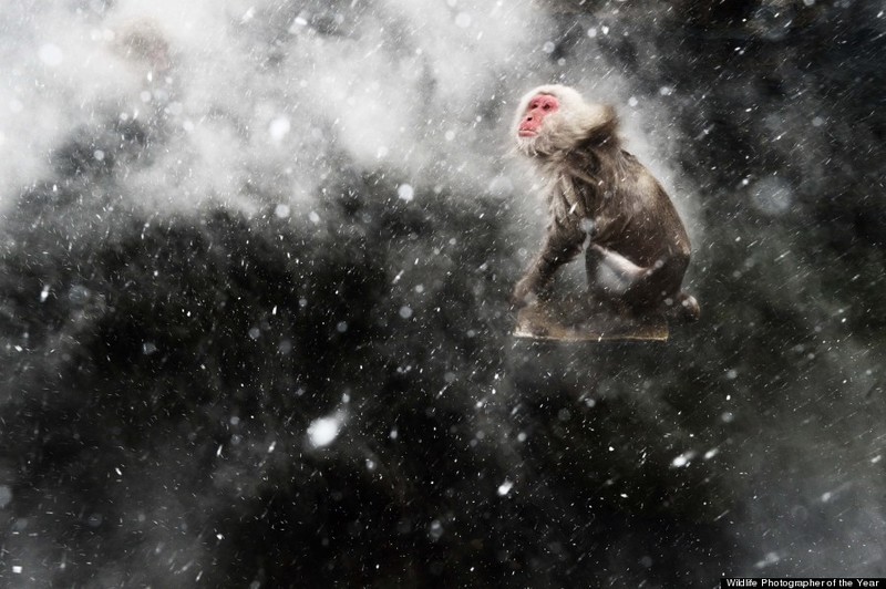 另类生态摄影 BBC年度野生动物摄影师奖