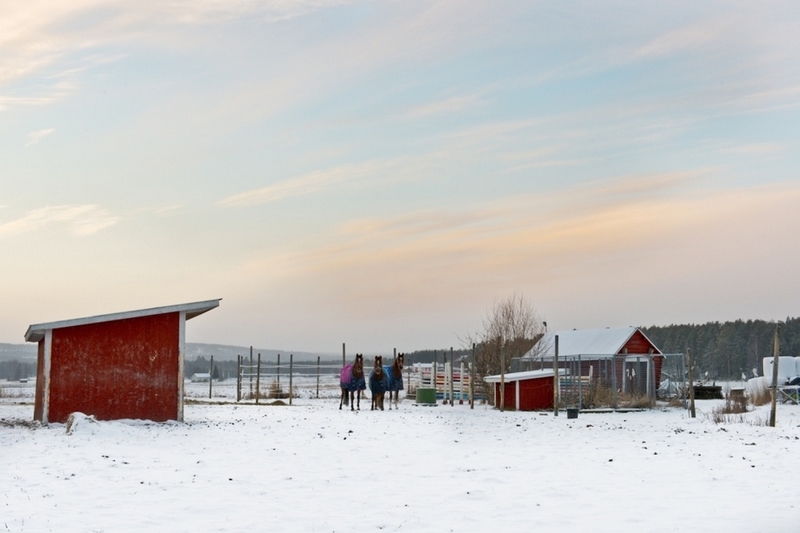 北极圈的土著人 瑞典萨米人的极寒生活