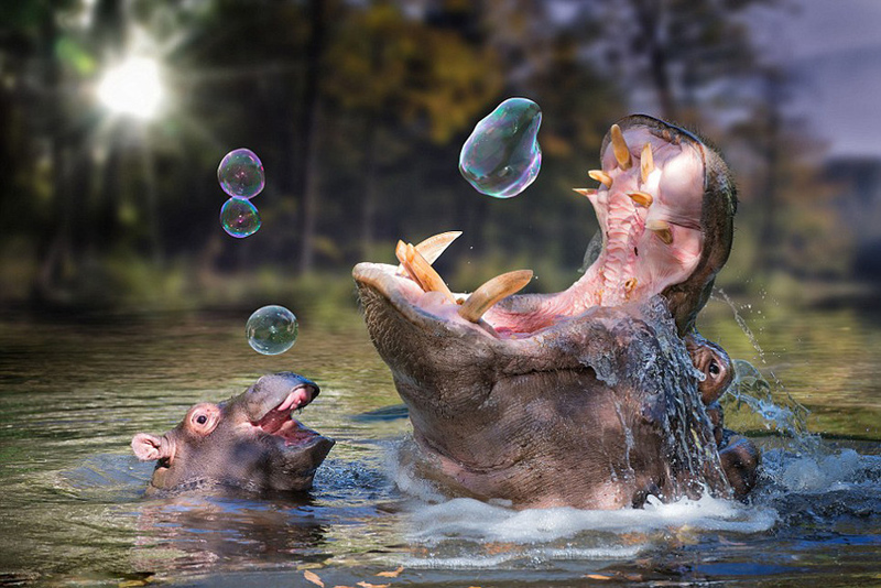 另类生态摄影 IT狂人的超现实动物艺术照