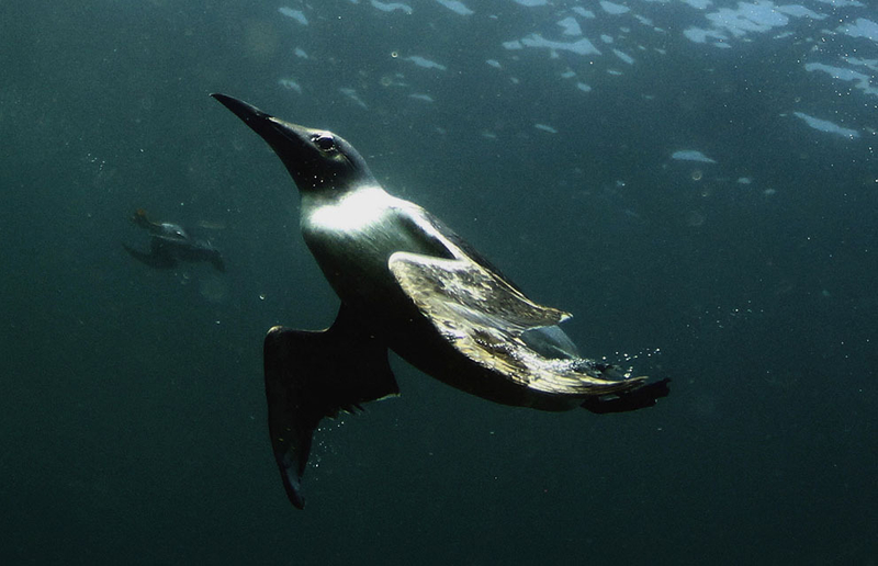 水中接吻的海豹夫妇:神奇的法尔恩群岛