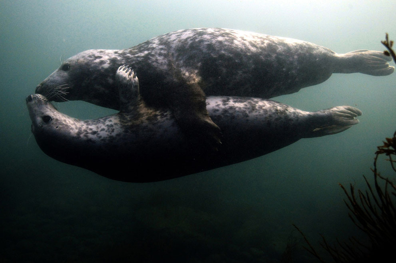 水中接吻的海豹夫妇:神奇的法尔恩群岛