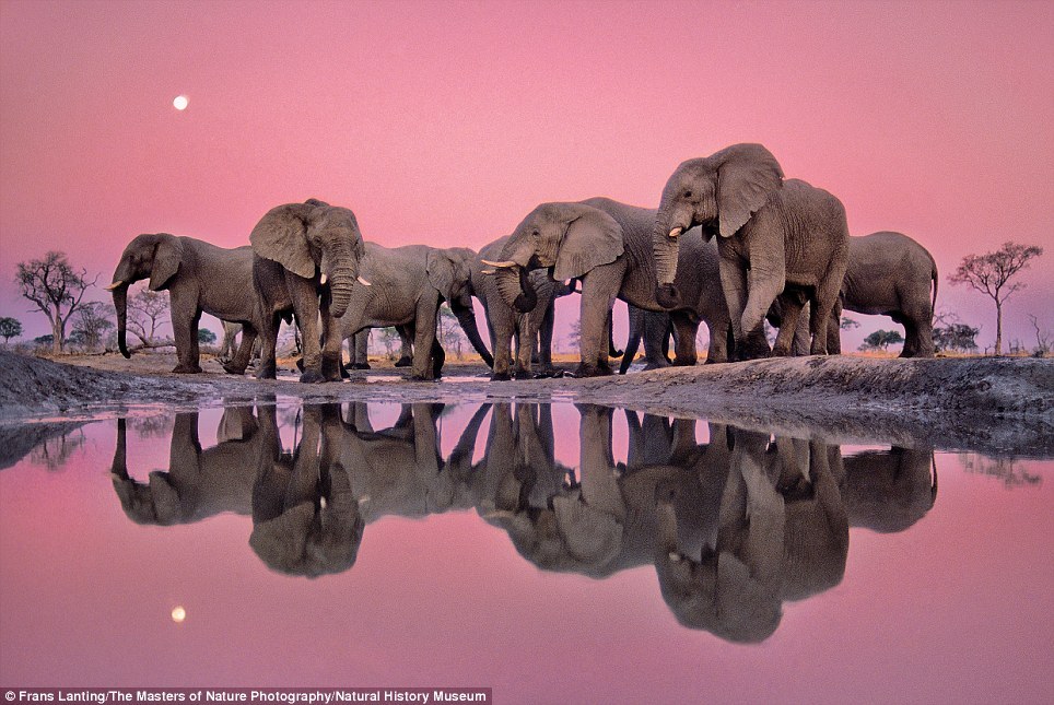 10大野生动物摄影师经典作品欣赏