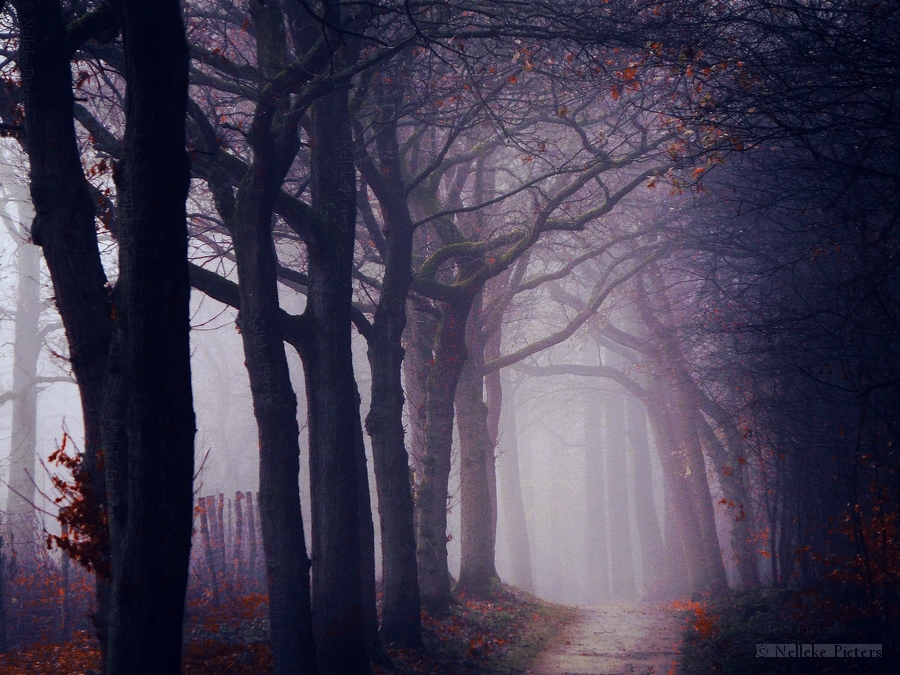 Nelleke Pietersͬɫµɭ
