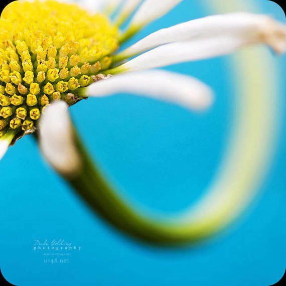 一花一世界：唯美的花卉微距摄影作品