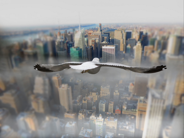 另类生态摄影：以鸟类的视角俯瞰大地