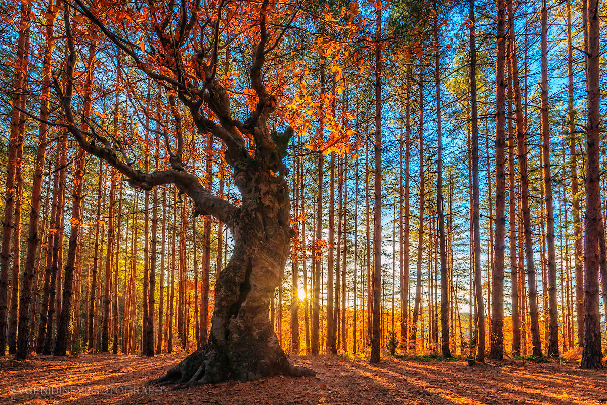 Evgeni Dinev͵ϵ۵ɫӰʦ