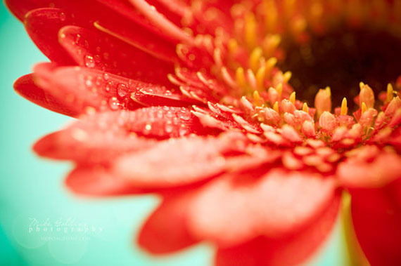 一花一世界：唯美的花卉微距摄影作品