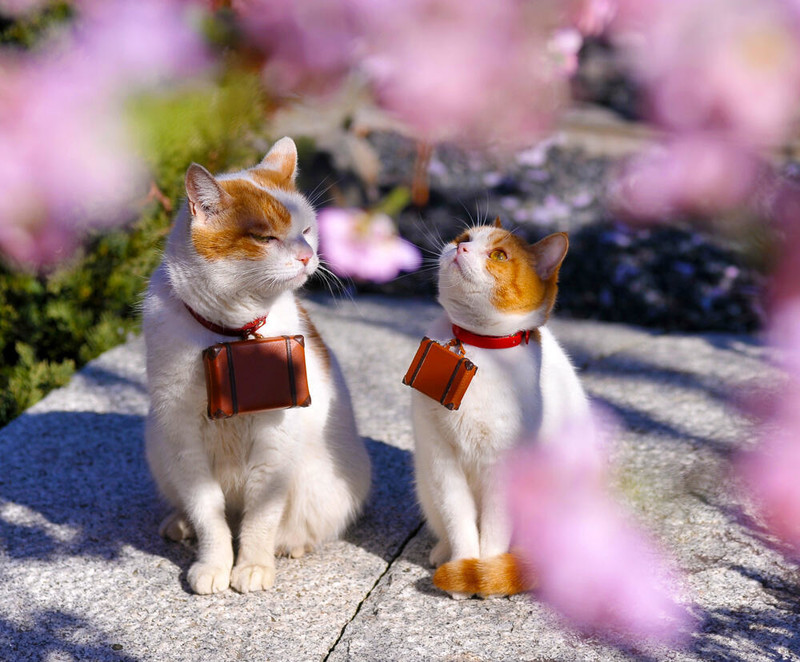 喵星人的旅行日记 猫猫带你遍览日本风光