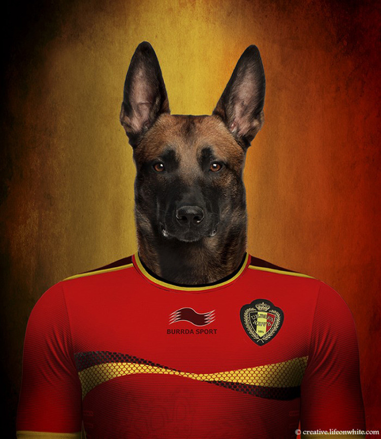 正真的足球狗 世界名犬与世界杯球衣