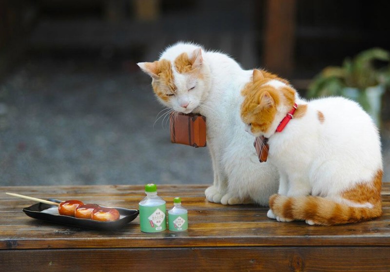 喵星人的旅行日记 猫猫带你遍览日本风光