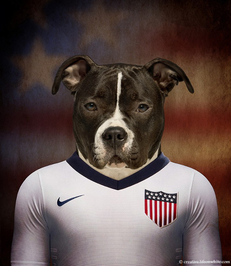 正真的足球狗 世界名犬与世界杯球衣