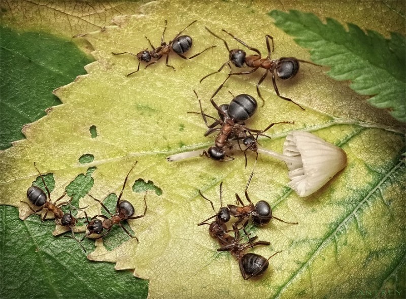 创意微距摄影：加入蚂蚁王国的美好生活
